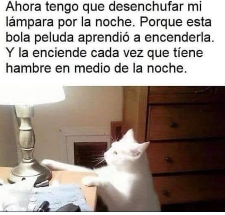 My Cats You Cats (@mycatsyoucats) on Twitter photo 