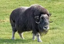 ValeriaCoots's tweet photo. Got offered an anniversary post.  "Do you remember when you joined X? I do!" #MyXAnniversary 

Just to put the record straight - I NEVER joined X.  I joined #TWITTER. well before muskox time.  #GivemebackTwitter https://t.co/U8gJioNBJb