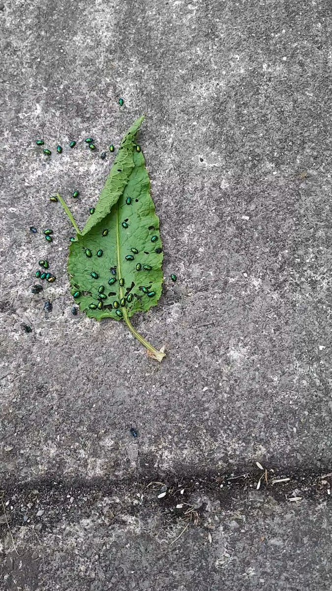 Never paid much attention to the #dockbeetle before, but they seem to be around here in huge numbers this year, and doing their job on the dock nicely. These were healthy dock plants 4 days ago.
