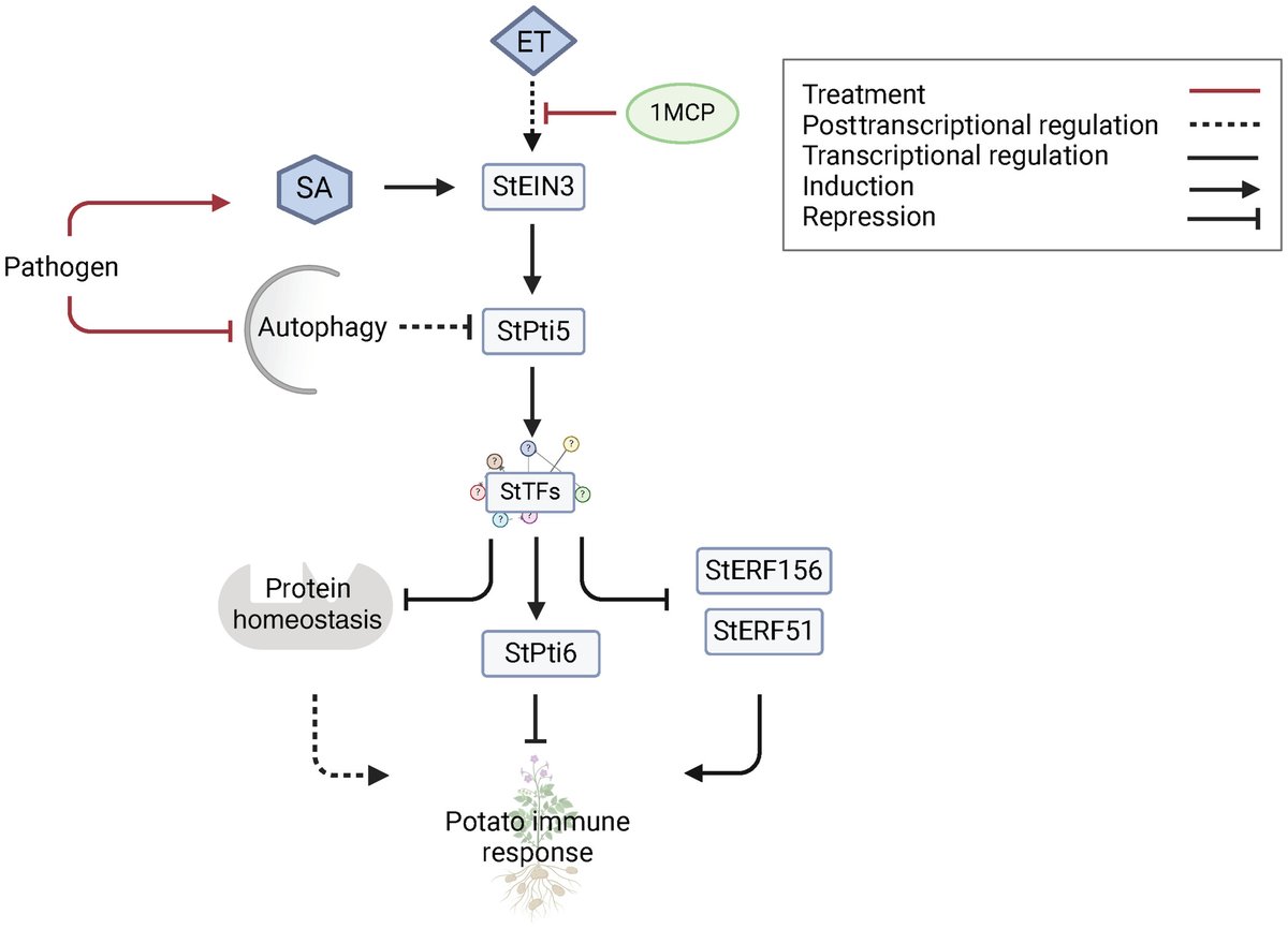 New Phytologist (@newphyt) on Twitter photo StPti5 #ethylene response factor in #potato immune response
Coll et al. <a href="/NIB_FITO_SI/">NIB - Dept. of Biotechnology and Systems Biology</a>
📖 nph.onlinelibrary.wiley.com/doi/10.1111/np…
<a href="/wileyfoodsci/">Wiley Food Science</a> StPti5 #ethylene response factor in #potato immune response
Coll et al. <a href="/NIB_FITO_SI/">NIB - Dept. of Biotechnology and Systems Biology</a>
📖 nph.onlinelibrary.wiley.com/doi/10.1111/np…
<a href="/wileyfoodsci/">Wiley Food Science</a>