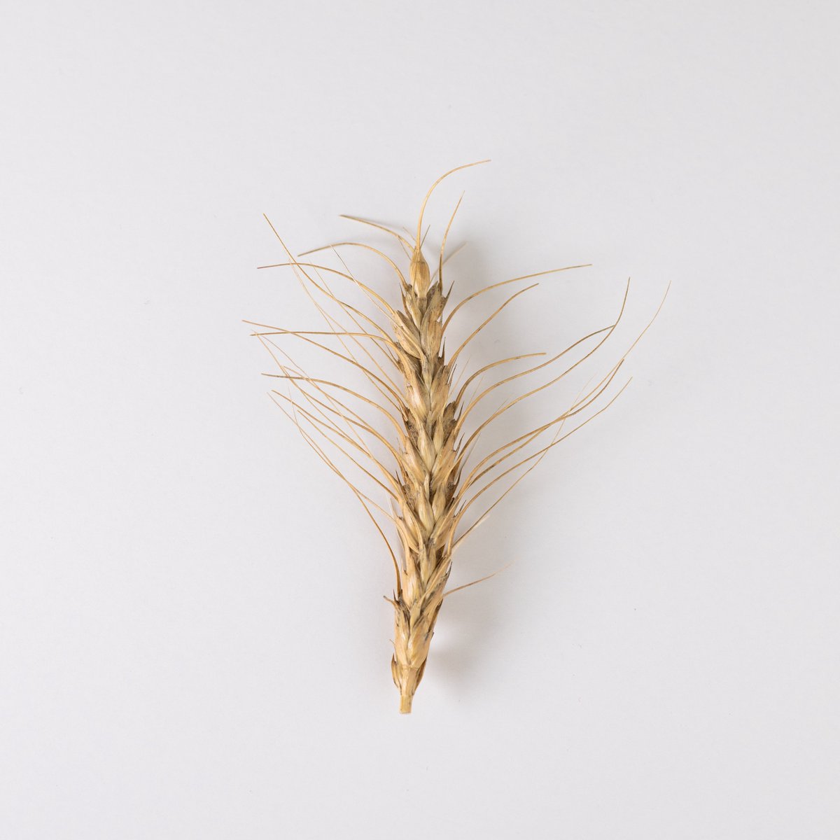 Eliana GV (@habrochaites) on Twitter photo Breeding improved grain yield, but what happened with cuticular waxes of bread wheat during the process? Find out here doi.org/10.3389/fpls.2… Thanks to <a href="/raju_aafc/">raju_aafc</a> and funding support from
<a href="/SKAgriculture/">Sask Agriculture</a> <a href="/SaskWheat/">Sask Wheat</a> <a href="/westerngrains/">WGRF</a> <a href="/AlbertaGrains/">Alberta Grains</a> <a href="/mb_cropalliance/">Manitoba Crop Alliance</a> <a href="/AAFC_Canada/">AAFC Canada</a> Breeding improved grain yield, but what happened with cuticular waxes of bread wheat during the process? Find out here doi.org/10.3389/fpls.2… Thanks to <a href="/raju_aafc/">raju_aafc</a> and funding support from
<a href="/SKAgriculture/">Sask Agriculture</a> <a href="/SaskWheat/">Sask Wheat</a> <a href="/westerngrains/">WGRF</a> <a href="/AlbertaGrains/">Alberta Grains</a> <a href="/mb_cropalliance/">Manitoba Crop Alliance</a> <a href="/AAFC_Canada/">AAFC Canada</a>