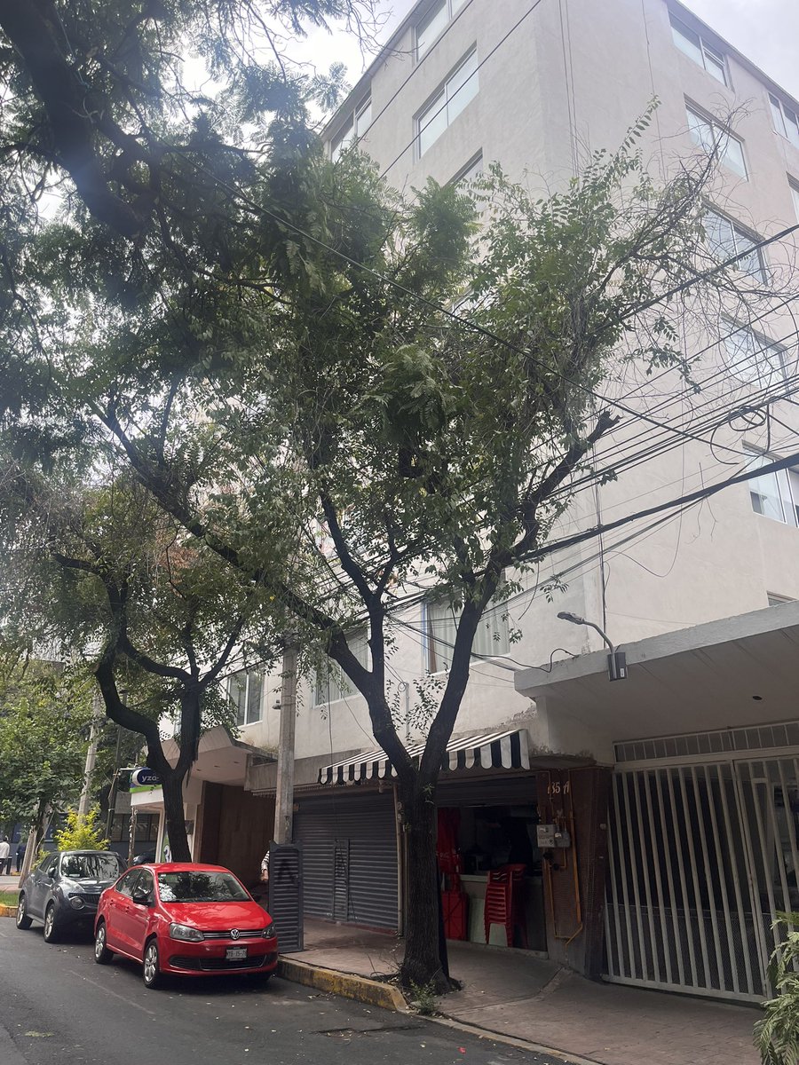 MAQUIAVELO80's tweet photo. La @CFEmx  no tiene ningún respeto por los árboles de ese ciudad, son unos criminales, como especie no hemos aprendido nada acerca de cuidar al planeta, entiendo que l poda debe ser un corte no un mutilación. https://t.co/fz8SO4rAQB