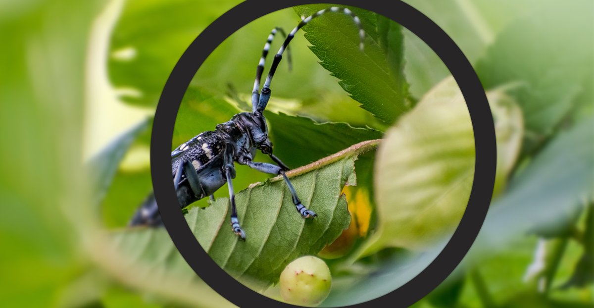 ncforestservice's tweet image. August is #TreeCheckMonth, &amp;amp; it’s a good time to check your trees for signs &amp;amp; symptoms of the Asian longhorned beetle (ALB). The ALB hasn’t been detected in NC yet, but it was found in SC in 2020. Learn what signs to look for &amp;amp; what to do if you see them: bit.ly/4fKUZq3.