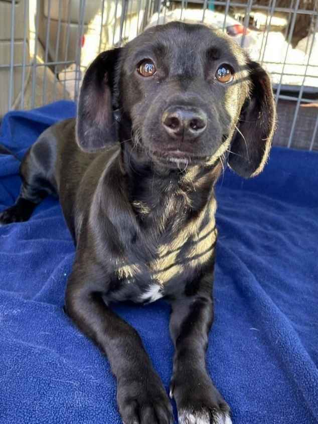 Emily Pearson tweet media