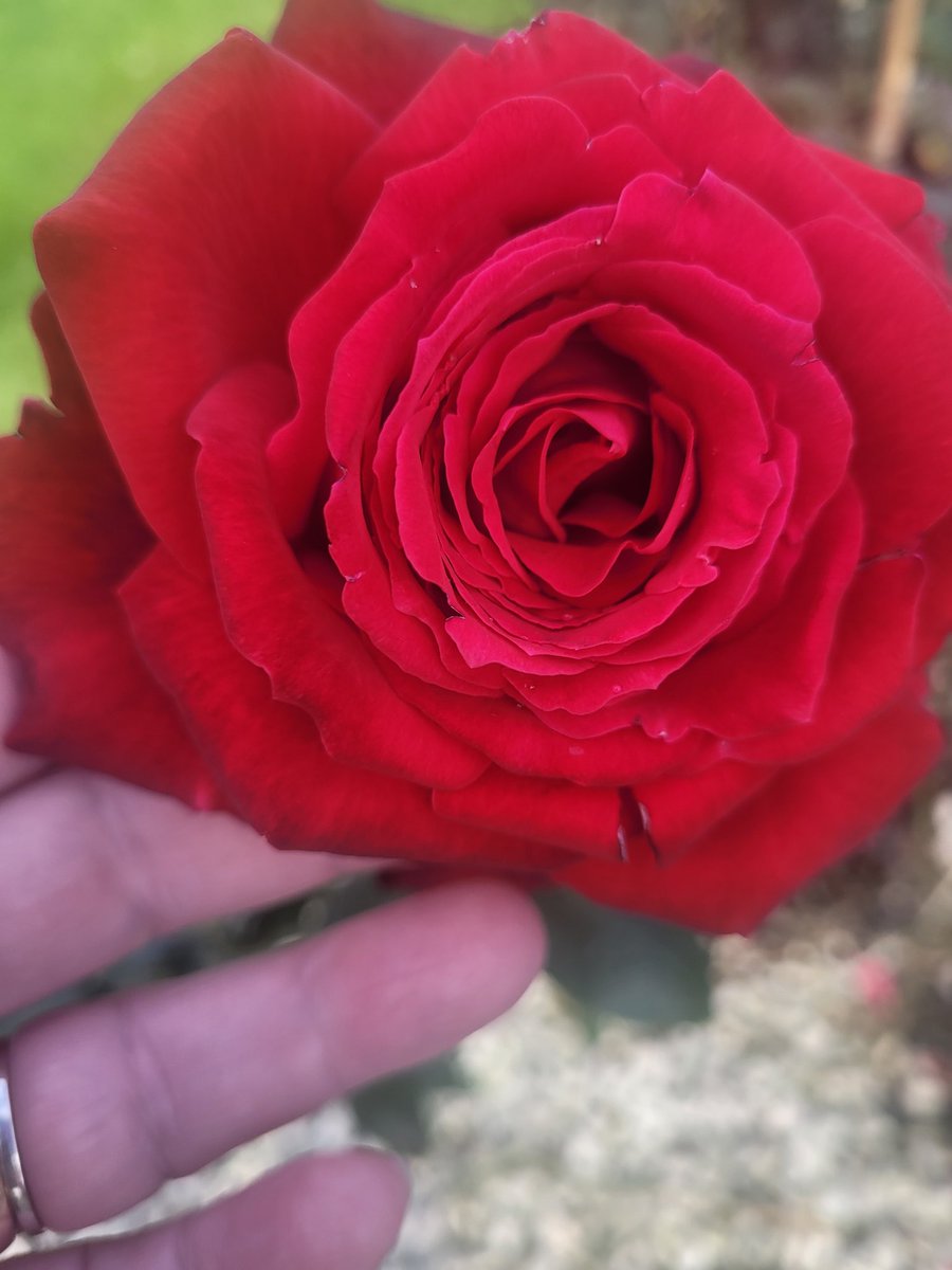 My beautiful rose 🌹 x