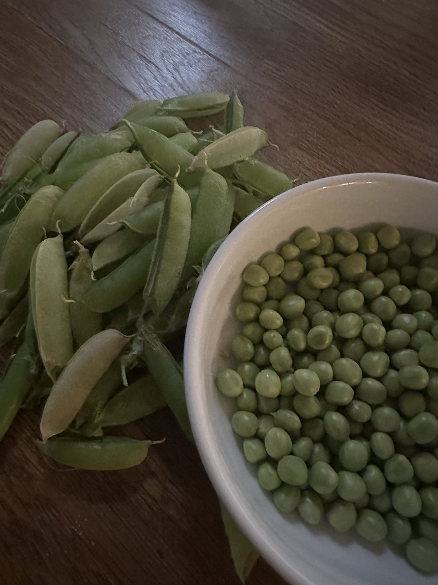 Allotment pickings today. 
Haven’t been for two weeks so couldn’t resist picking all the peas. Puréed them with yoghurt, topped with allotment kale and Boquerones and a little crispy chilli oil. Most delicious. 😋