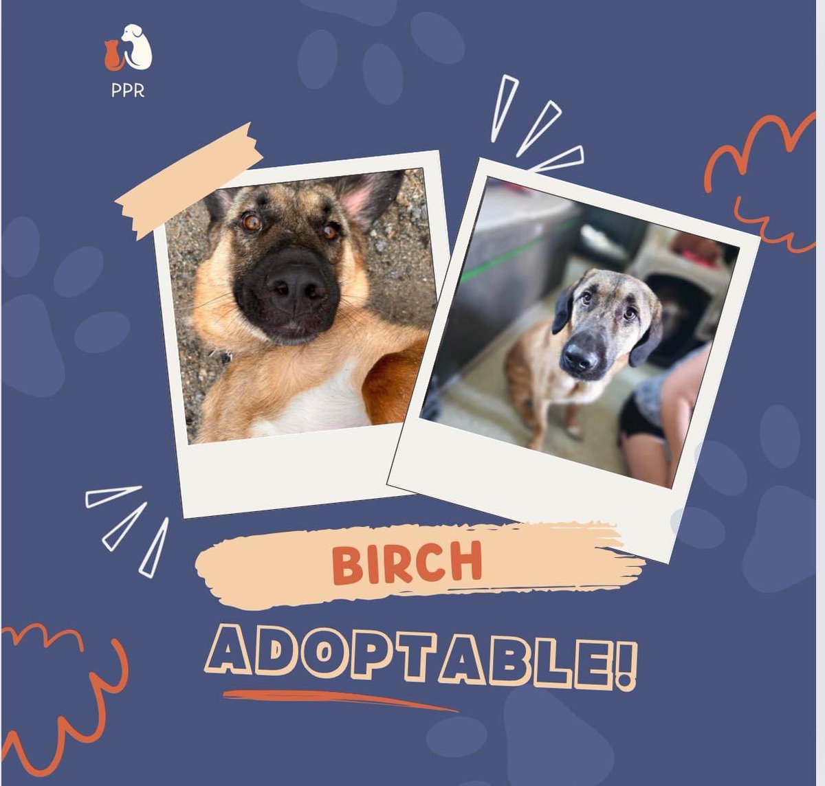 KSARshelter's tweet photo. Our adopters, fosters and rescues are our🦸‍♀️ 🦸‍♂️!! 

📣PUPDATE:  ADOPT ME🐾  

Look at this handsome face! Like his buddy Bradford, Birch didn’t let distance stop him from searching for his furever family—he traveled from Afghanistan to Maine, to make his dream come true. He is a shy boy that will need time and understanding from his people. He does get jealous of other animals in the home getting attention and will need to learn that his person has enough love to share. Do you have the love and patience to help him grow into the best pup he can be? 

Handsome Birch is available for adoption through Passion for Pets in the great state of Maine.

https://t.co/dFHIgSMMTk?