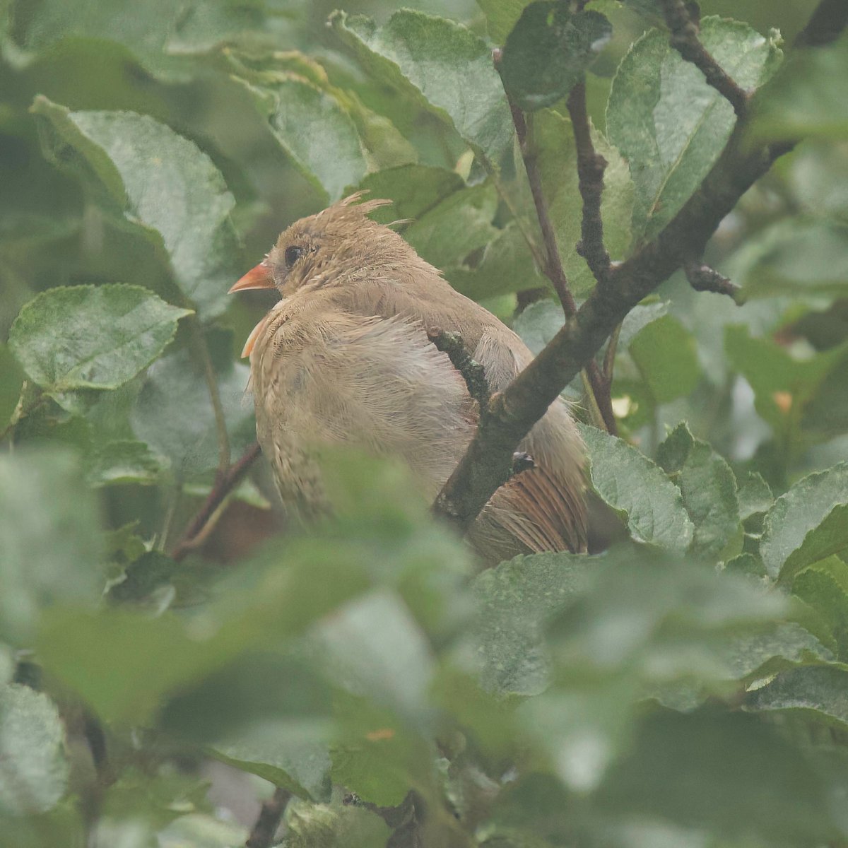 mchesner's tweet image. Drowsy female #cardinal slowly falling asleep in our apple tree.  

#BirdWatching #FemaleCardinal #TrumbullCT