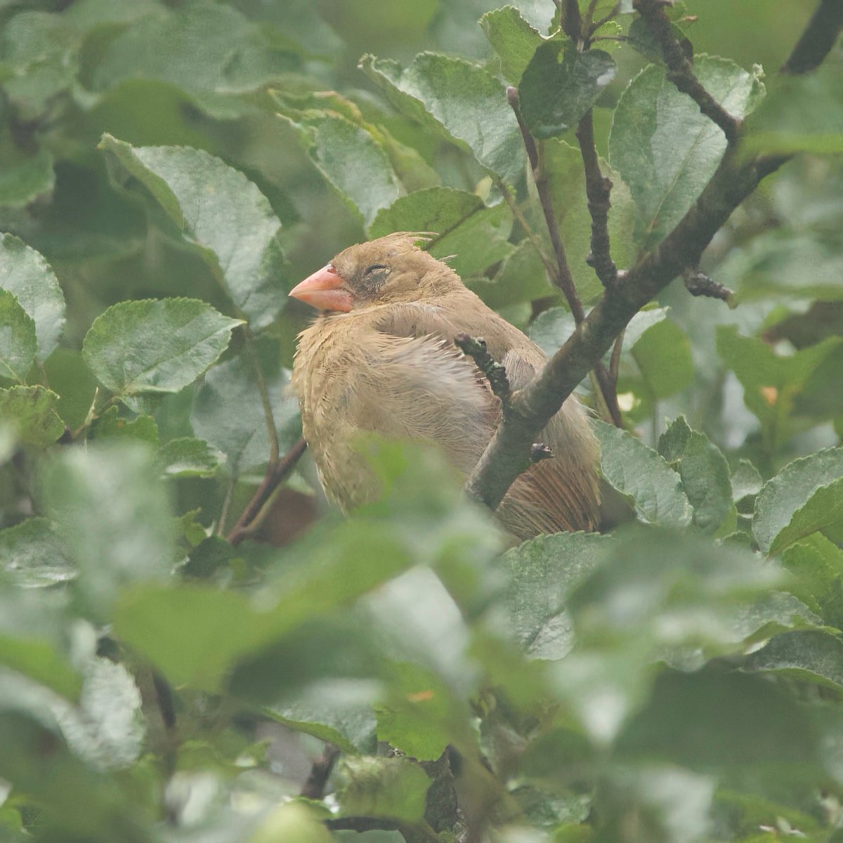 mchesner's tweet image. Drowsy female #cardinal slowly falling asleep in our apple tree.  

#BirdWatching #FemaleCardinal #TrumbullCT