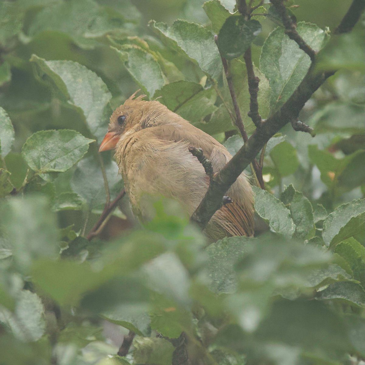 mchesner's tweet image. Drowsy female #cardinal slowly falling asleep in our apple tree.  

#BirdWatching #FemaleCardinal #TrumbullCT