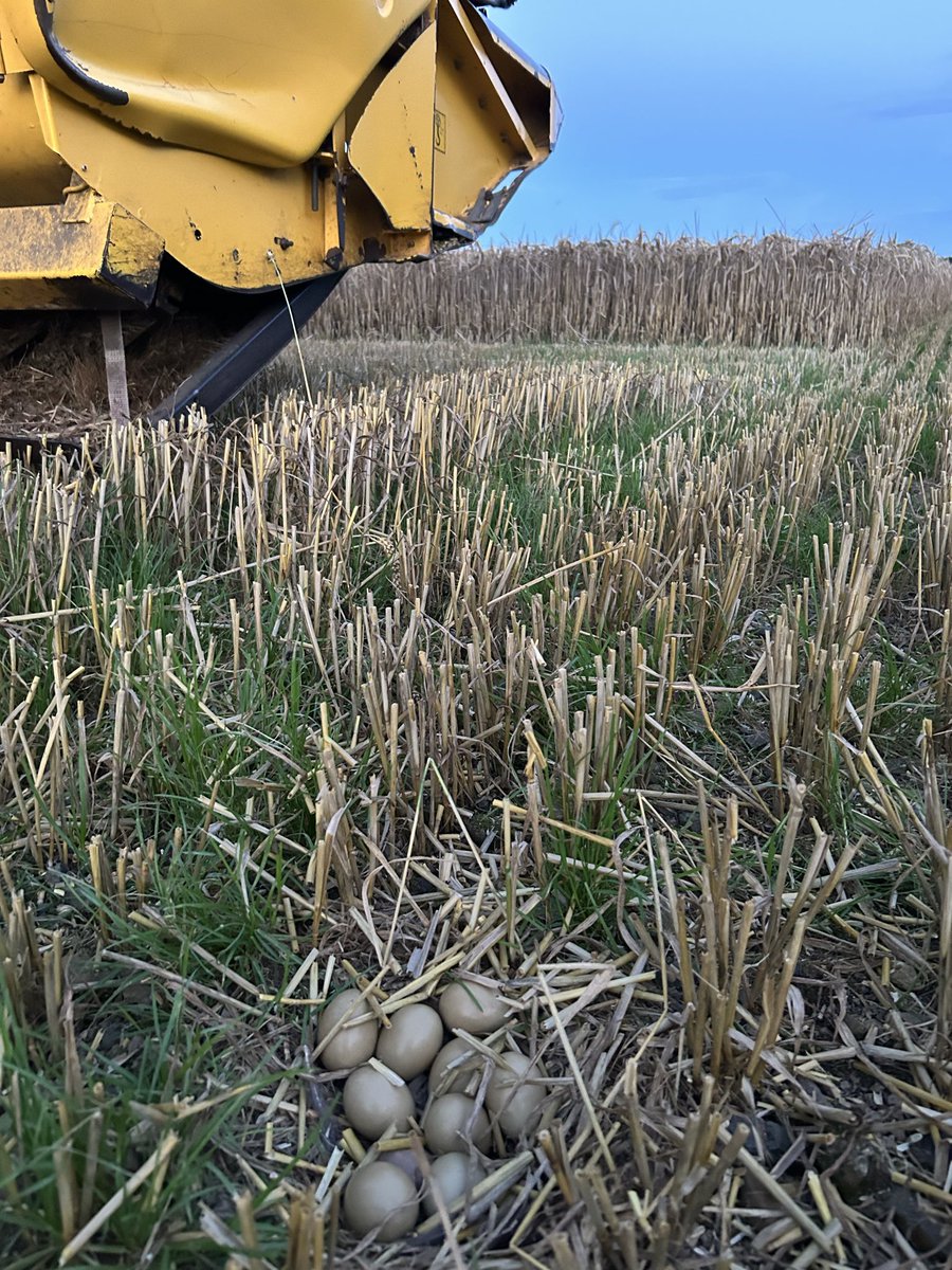 Not a very happy Monday for mother pheasant but it could have been worse.