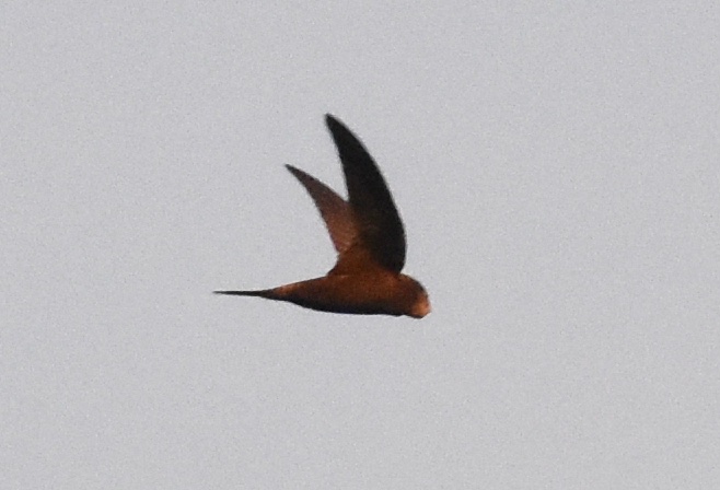 Reuben Braddock (@rubatroid) on Twitter photo Three Swift over my house in Tufnell Park this evening. Not sure if local birds or not - I see some most evenings but not at any other time of the day 🤷♂️ <a href="/islingt_swifts/">Islington Swifts</a> #londonbirds Three Swift over my house in Tufnell Park this evening. Not sure if local birds or not - I see some most evenings but not at any other time of the day 🤷♂️ <a href="/islingt_swifts/">Islington Swifts</a> #londonbirds