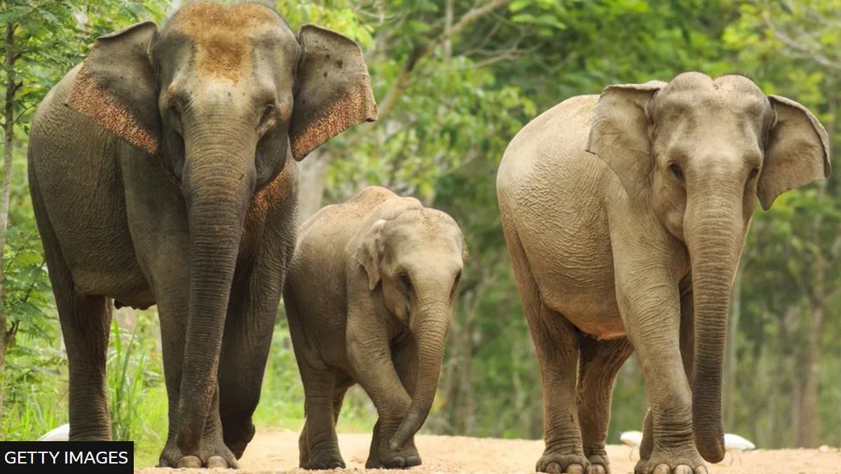 AnnaKavanaugh's tweet image. It's #WorldElephantDay. 🐘 I am in love with #elephants. Their intelligence and emotion are wondrous. These #ecosystem engineers face extinction. 100 or more are killed per day by human impact. Conservation is crucial as is our moral imperative to protect. #Environment #wildlife