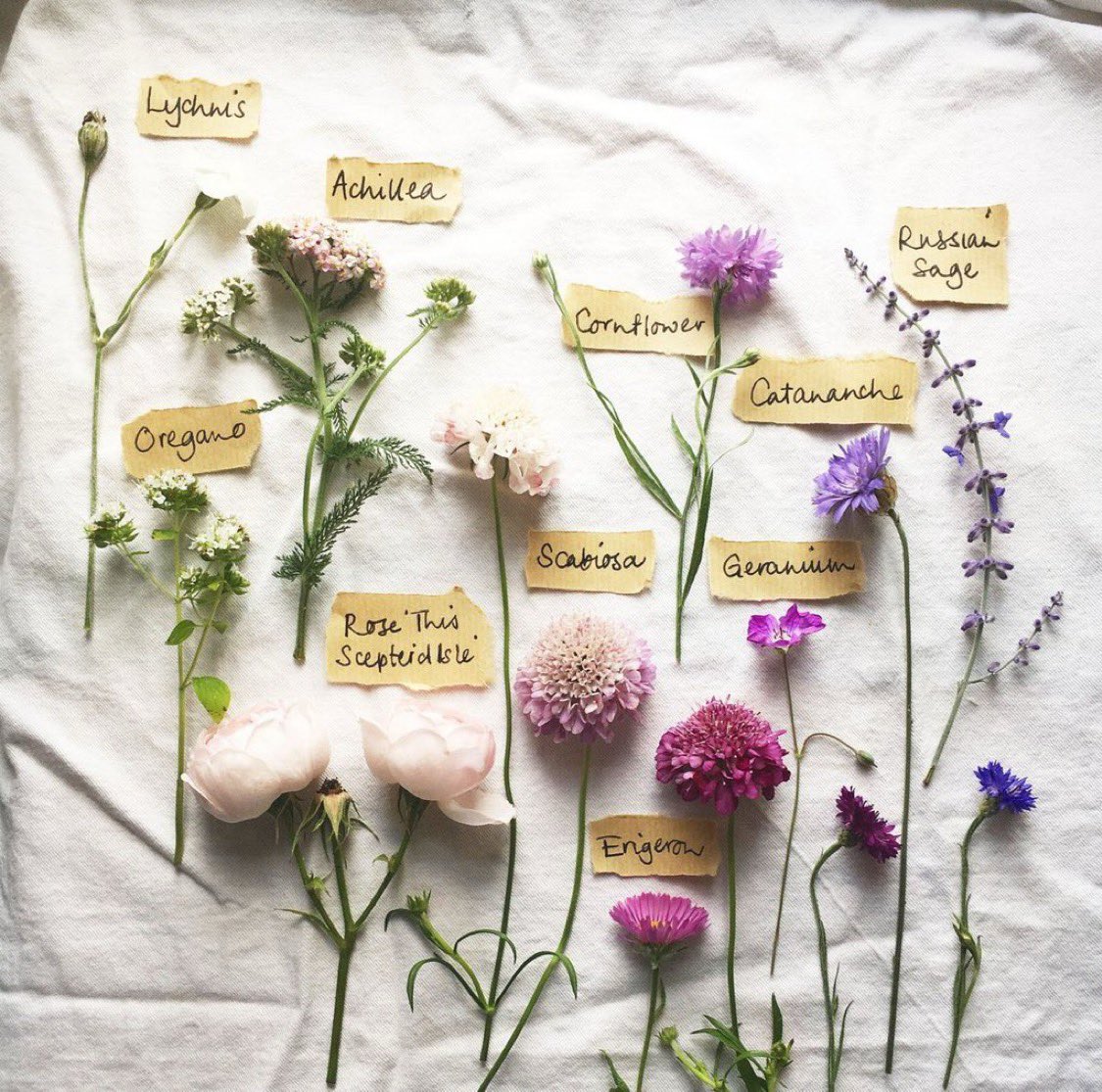 My brain’s not doing well today, at all-am trying to fend off panic attacks, can hardly move due to hardcore freeze response, almost impossible to focus my thoughts.
Sending love if you’ve been through lots of grim stuff too and also struggle with your mental health x