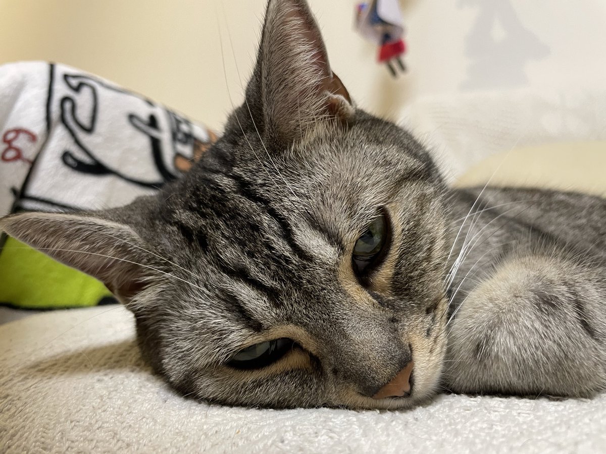 眠すぎて闇堕ちしてる
#猫 #猫のいる暮らし #アメショ