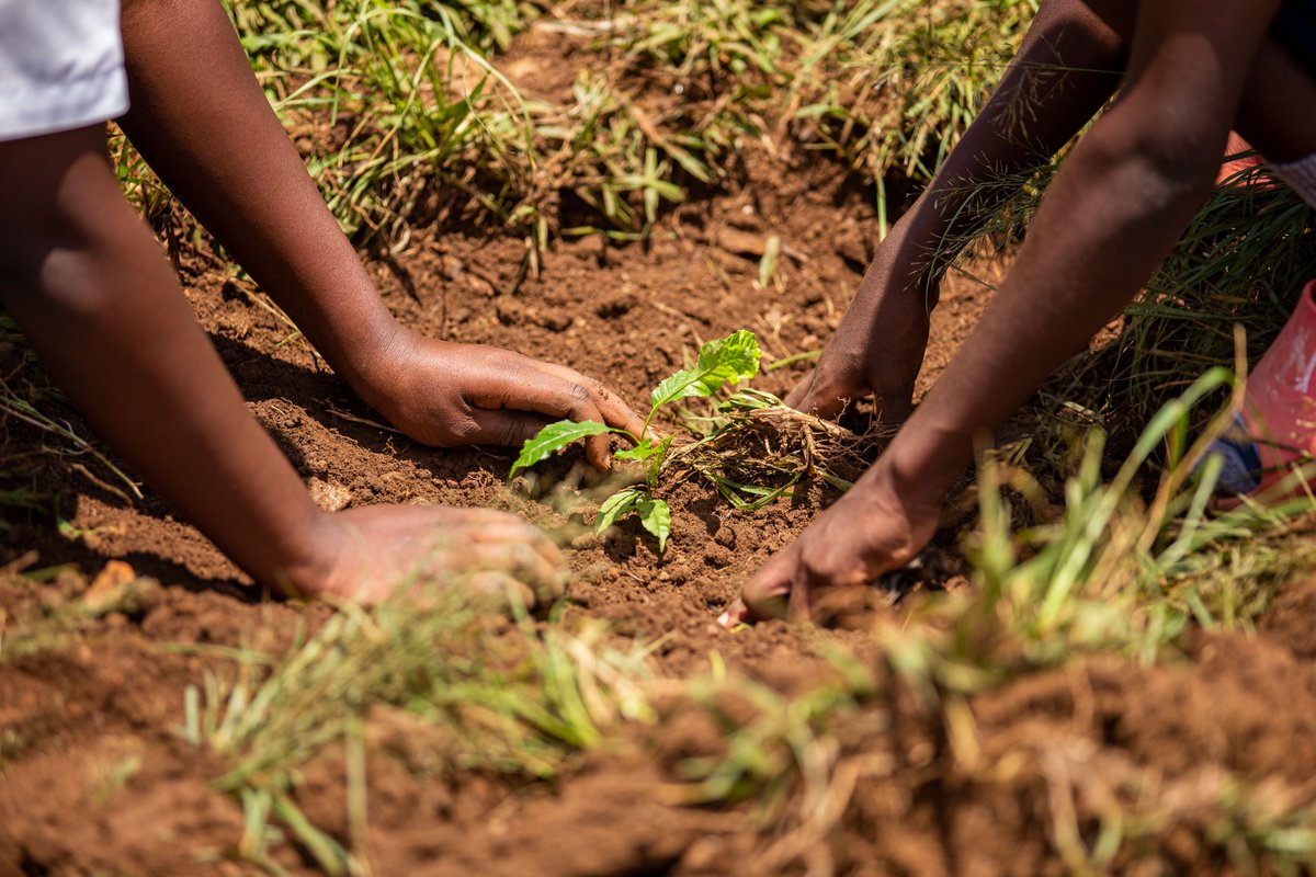 ISAROEconext's tweet photo. More #trees means more #freshair. That is why we plant more!
#LEAVEAGREENMEMORY | @ISAROEconext | #GreenRwanda https://t.co/iyLG2Yuv3b