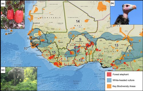 New paper!
🌍West Africa's rapid cashew expansion is threatening both biodiversity and rural livelihoods. Our latest commentary examines these impacts, with a focus on Guinea-Bissau, and offers policy recommendations for sustainable cultivation. 

doi.org/10.1111/btp.13…