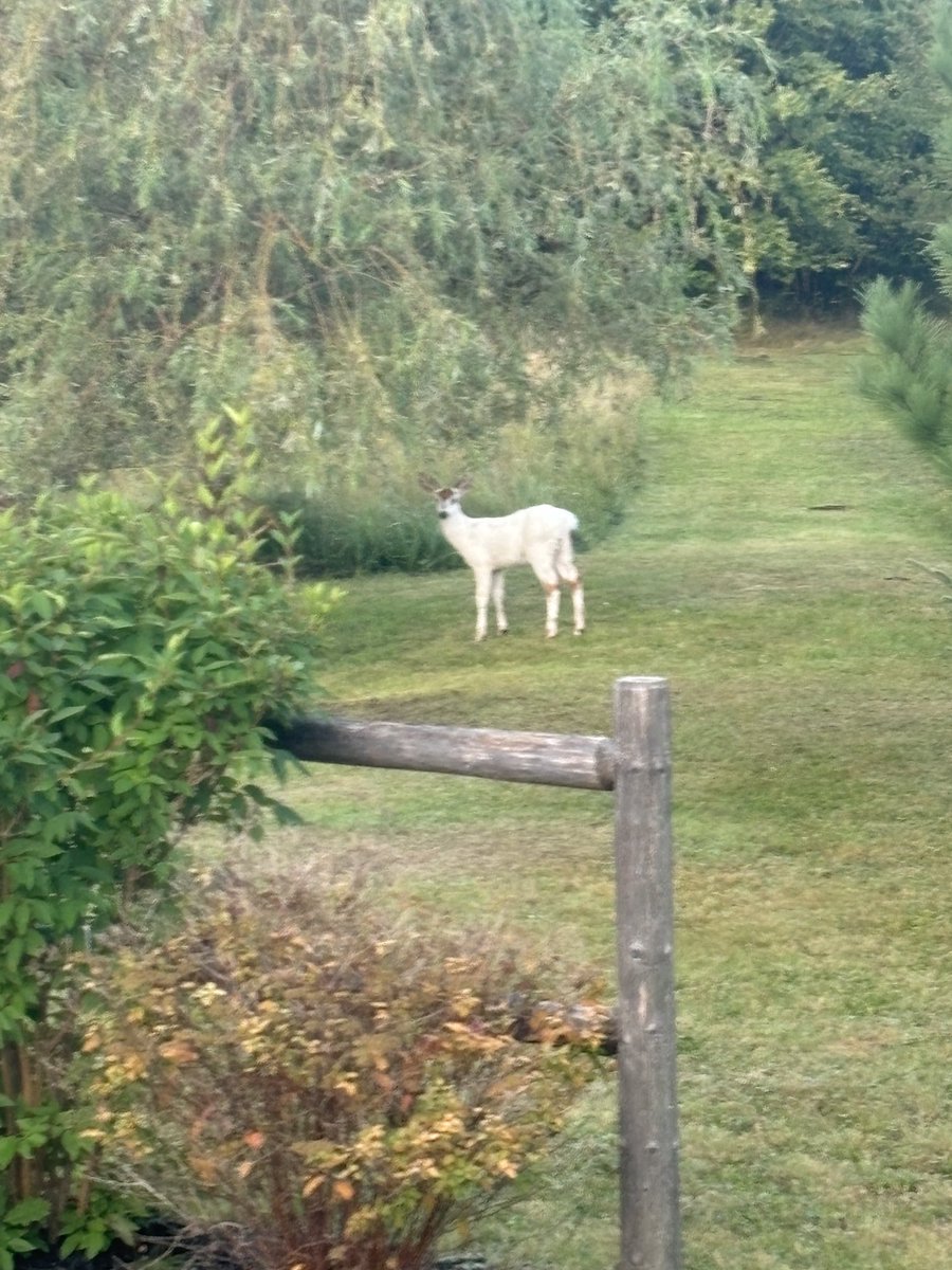 Little white fawn #NB