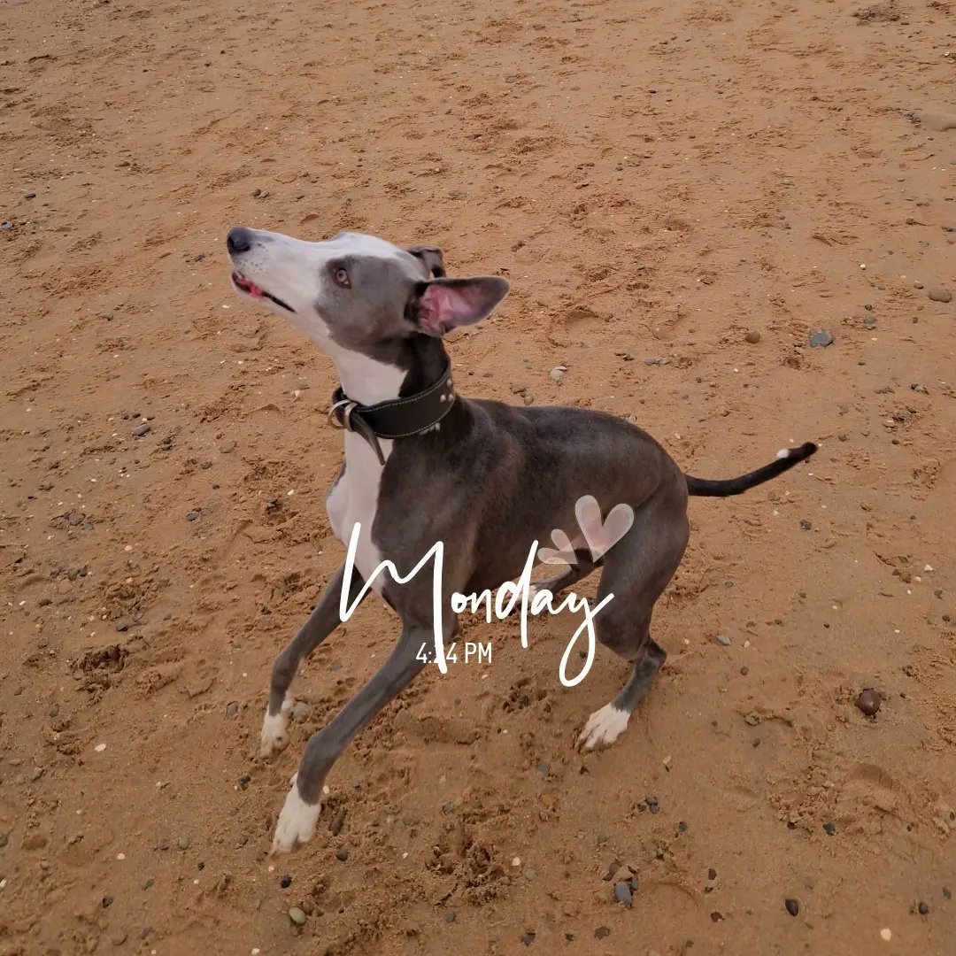 wendymurphymufc's tweet photo. Bank holiday Monday trip to the beach with the dogs ๐ถ๐ถ๐ถ
#BankHolidayFun #dogshavingfun #thebeach #loveit https://t.co/siGHY8ru56