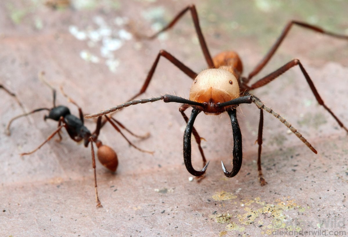 Oxford Biology (@oxfordbiology) on Twitter photo Larger ant colonies have favoured the evolution of more worker castes ๐
New research in <a href="/NatureEcoEvo/">NatureEcoEvo</a> on these 'superorganisms' could help us learn more about the evolution of complexity in multicellular organisms ๐
bit.ly/3AGVUrL Larger ant colonies have favoured the evolution of more worker castes ๐
New research in <a href="/NatureEcoEvo/">NatureEcoEvo</a> on these 'superorganisms' could help us learn more about the evolution of complexity in multicellular organisms ๐
bit.ly/3AGVUrL