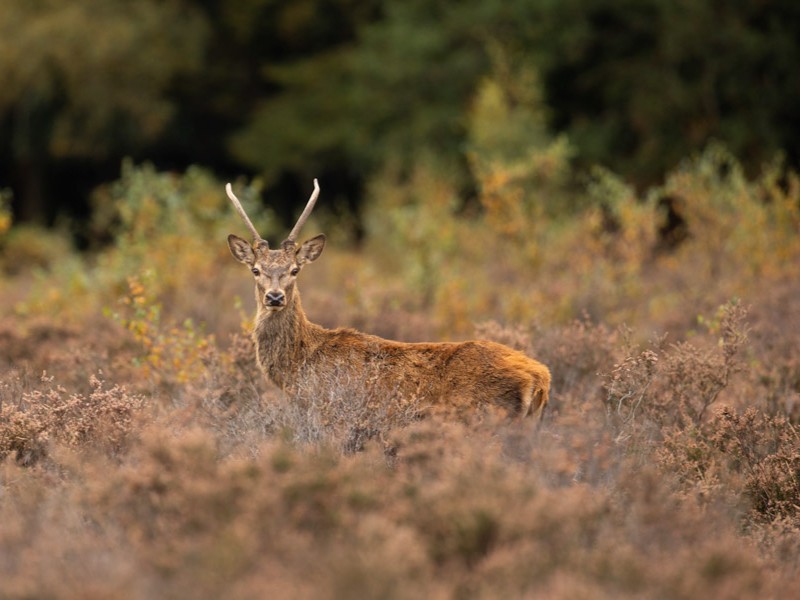 naturalists's tweet photo. You don't have to go far for incredible birding &amp; wildlife experiences!

We offer a range of UK holidays, from the Outer Hebrides to the New Forest, all with different wildlife to be discovered. 

Find out more here: https://t.co/ReHb2WBBpX

Images by Emma Healey and Dani Free https://t.co/t36reAMhBZ