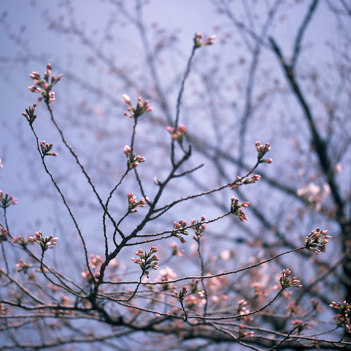 inao_toshiaki's tweet image. WAIKIKI PHOTOGRAPH
starting to bloom , by rolleiflex6008integral
#yoyogipark 
#代々木公園 
#startingtobloom
#springscenery 
#春の風景
#inspring2024
#2024年の春 
#rolleiflex 
#rolleiflex6008integral 
#ローライフレックス 
#ローライフレックス6008インテグラル
#waikiki_inc_photograph