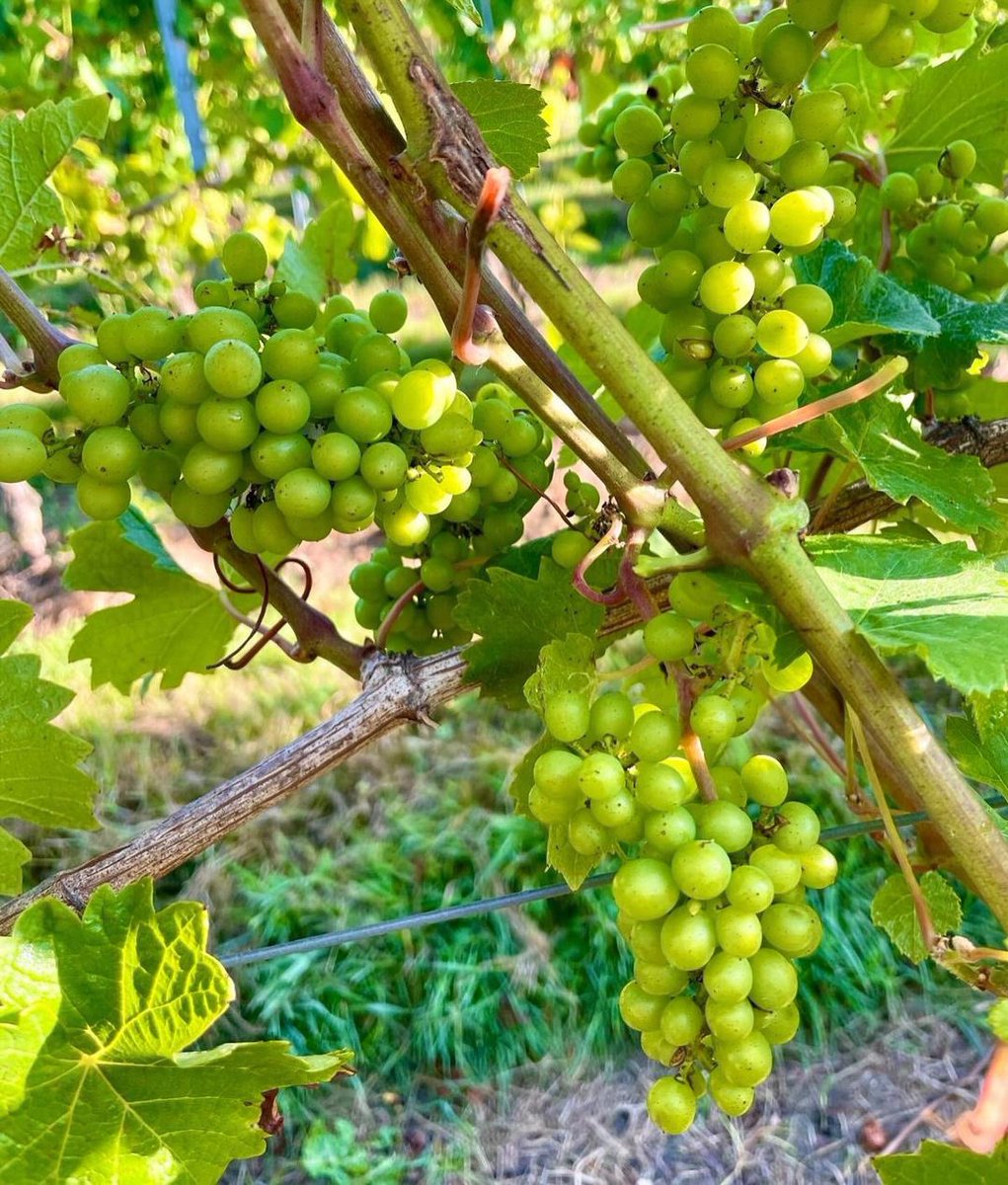 Here is a little update on how our grapes are coming along… They’re looking very happy - just where we would like their development to be at this time. Promising for vintage 2024! 👌🍇

#busijacobsohn #eastsussex #sussex #englishvineyard #englishwine #viticulture #grapes