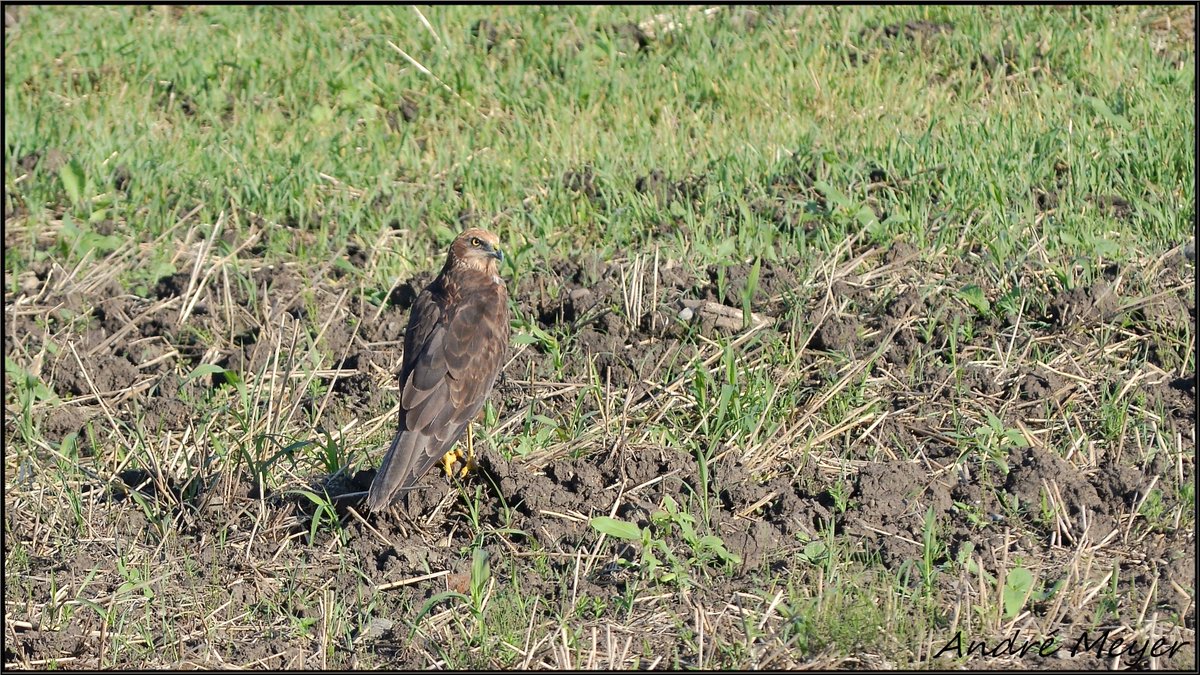 AtthisAtthis's tweet photo. Busard des roseaux / Western Marsh Harrier / Circus aeruginosus / #Hilsenheim / #Witternheim / #Alsace / #BasRhin / #NikonD5100 / #Nikkor55300
Le 27 Août 2024 https://t.co/4aQ5Jfn5Vq
