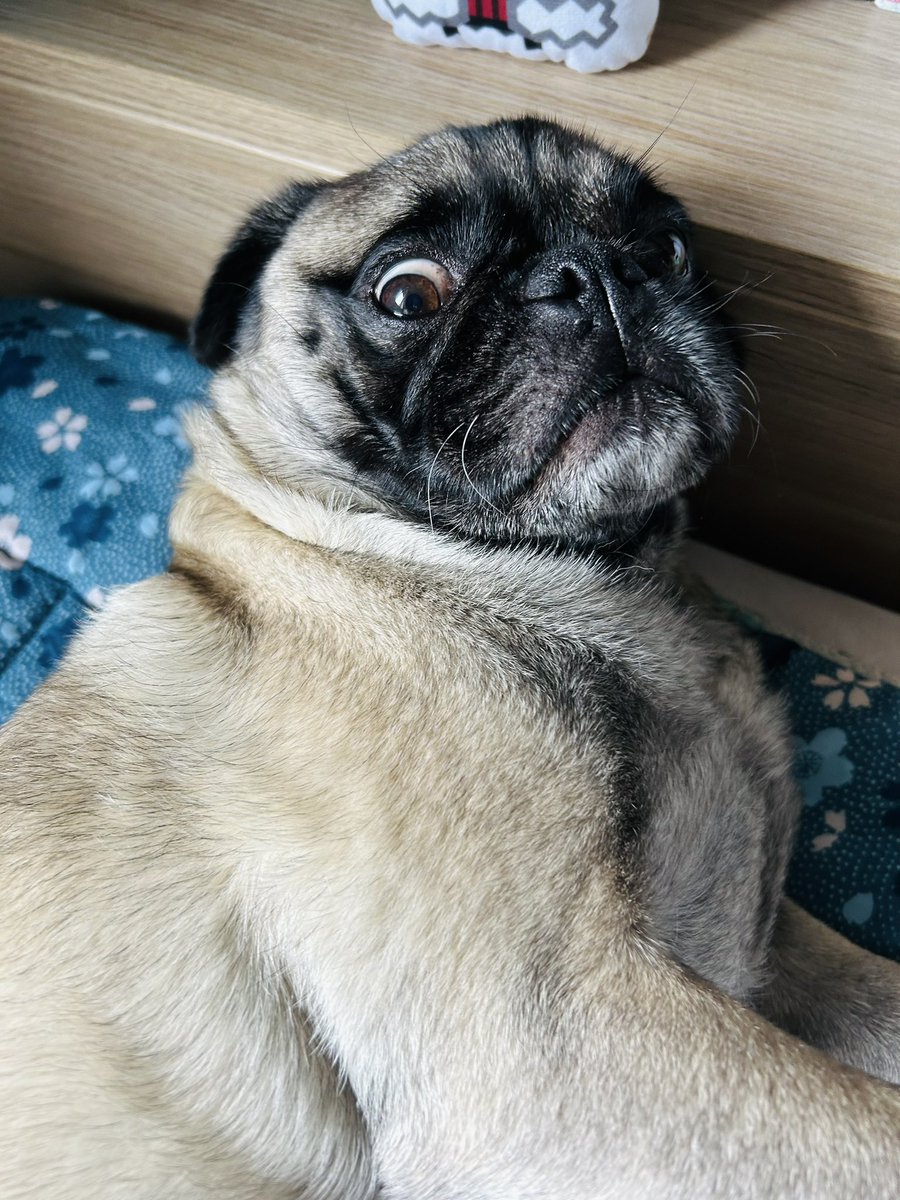PampaPoulpe's tweet photo. Le fameux regard « phoque you » 🤔🐾 #pug #carlin #funny #dog https://t.co/jCDCGeYnvN