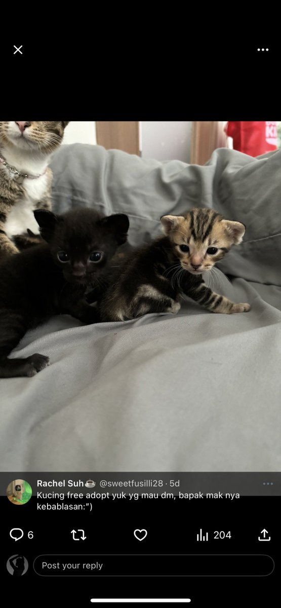 leeeeeetyong's tweet photo. @sweetfusilli28 Halo kakk, antara 2 ini udah ada yg adopt belum yaa? Ini jantan bukan ya? https://t.co/VSrNzye1sv