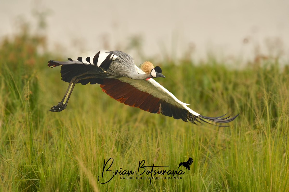 BrianSafariGuid's tweet image. || CRANE || 
The elegant  Grey Crowned Crane || Balearica regulorum || graces the skies with many colors. 
📍Murchison Falls National Park
#Natureguide #IamFGASA #birds