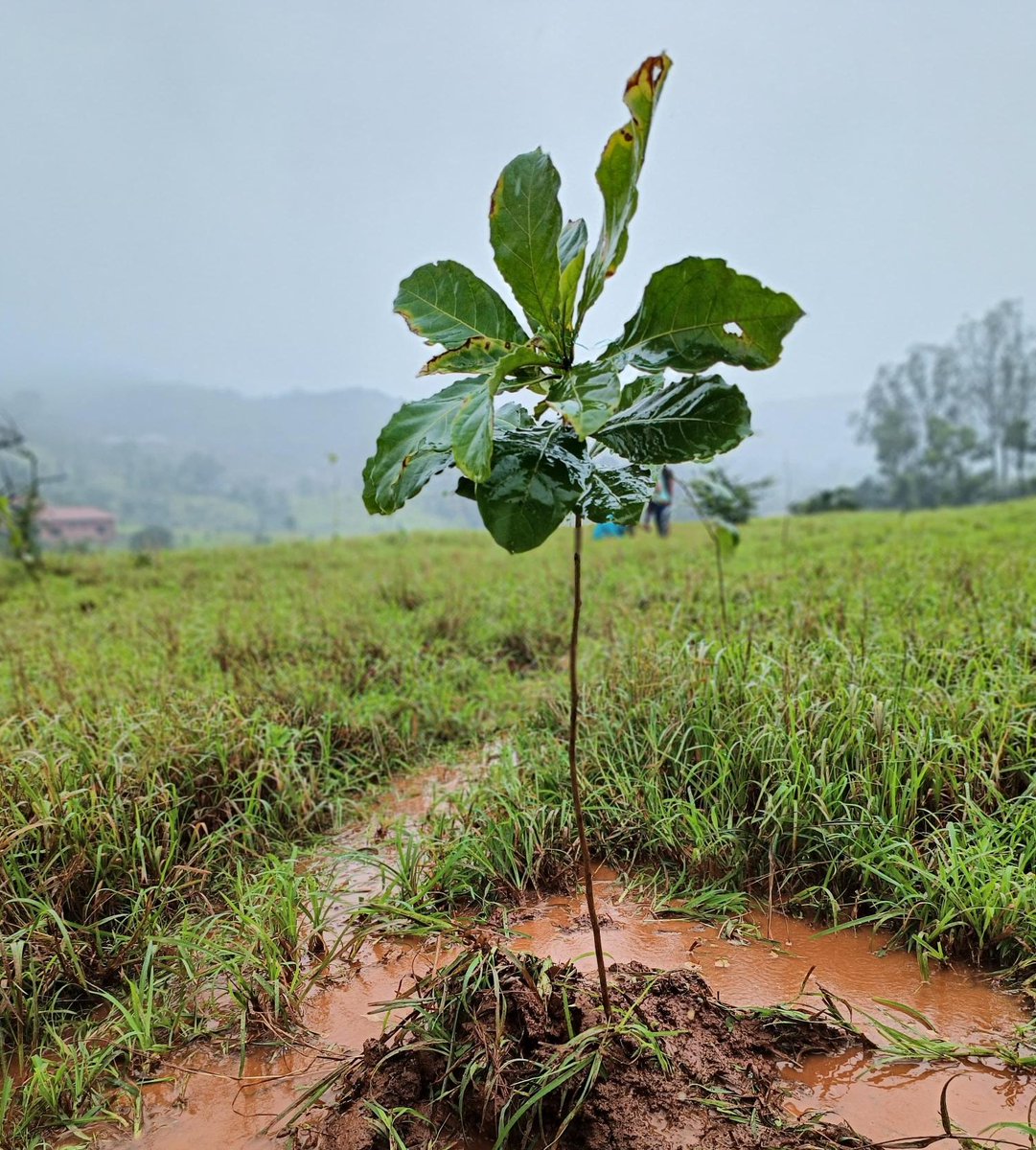 CSR_Persistent's tweet image. Persistent Foundation organized a tree plantation drive at Khed and Velhe, partnering with BAIF and ASTHA. Our volunteers planted 235 trees, contributing to our commitment to sustainability and a greener future. 🌍💚 

#PersistentFoundation #TreePlantation #CSR