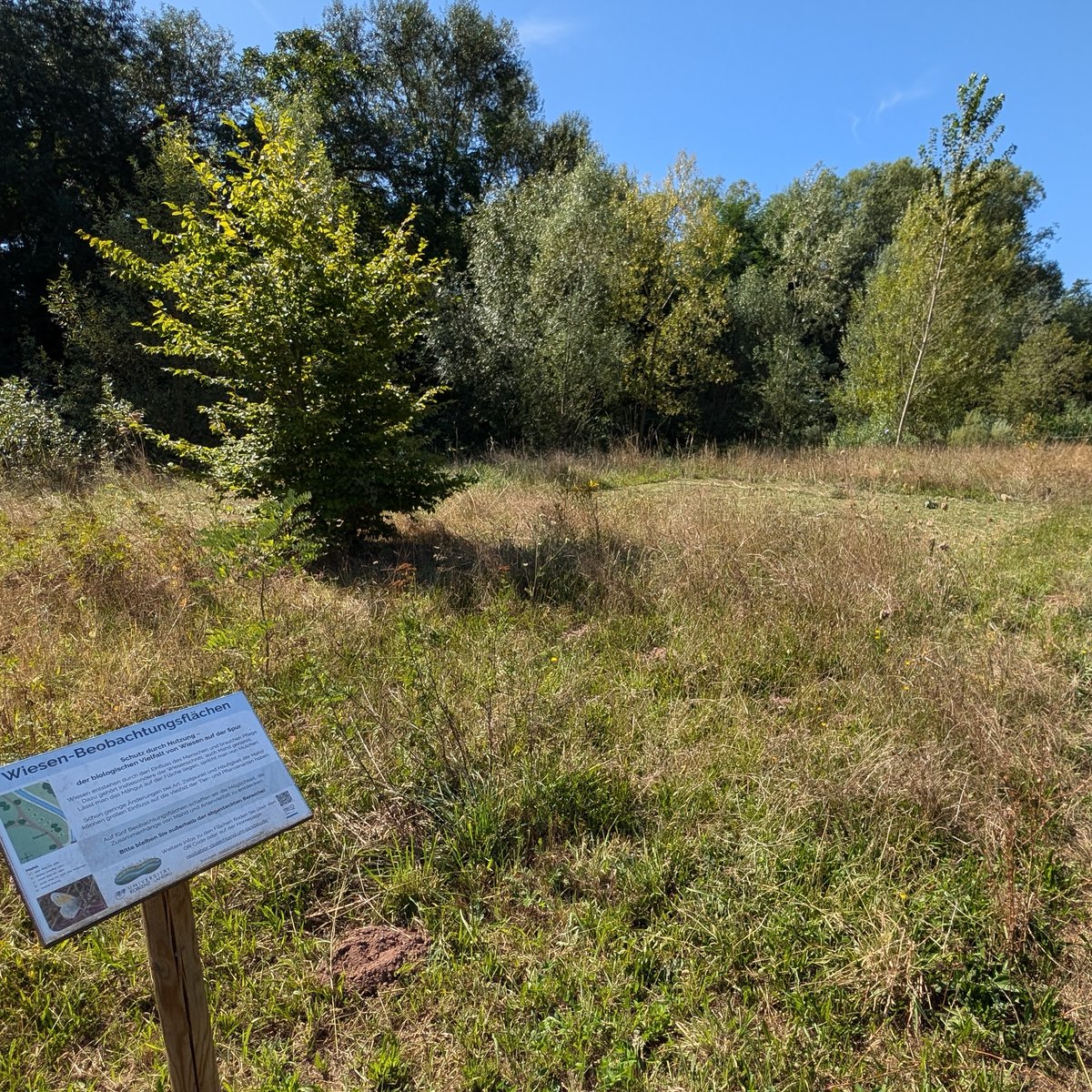 BunteWieseKLLD's tweet photo. Letzte große Mahdaktion auf den #Wiesendemonstrationsflächen im #Queichpark in #Landau! Auf insgesamt fünf Parzellen des Reallabors #Queichland wird 4x bis gar nicht gemäht, gemulcht oder abgerecht. Schaut vorbei! #BunteWiese #Landau #Mahd #Biodiversität #Queich #Reallabor https://t.co/uj6ufiyclS