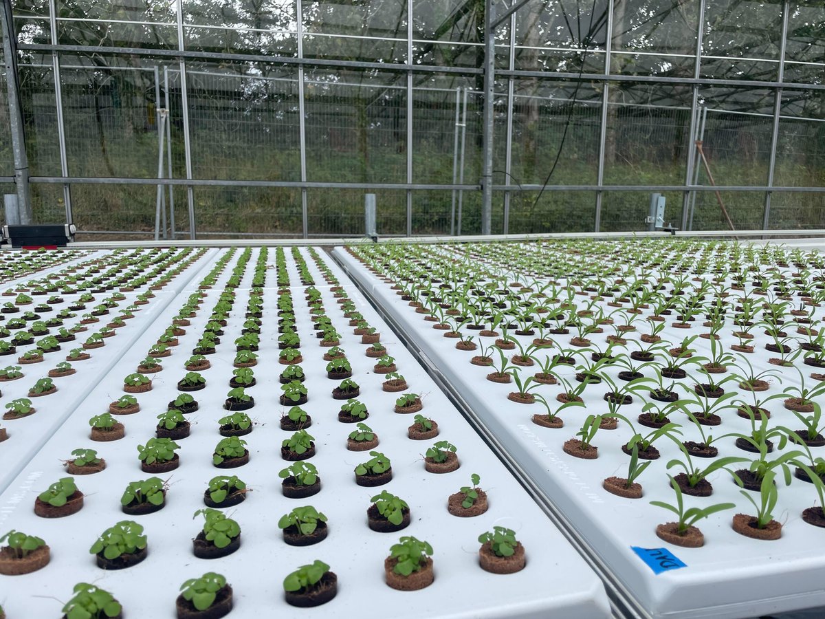 This week our Aeroponic Rolling Benches are growing basil &amp; spinach 🌿

Learn more about increasing productivity, efficiency &amp; profitability with aeroponics: hubs.ly/Q02MkSSN0 

#aeroponics #greenhouse #indoorfarming #agritech