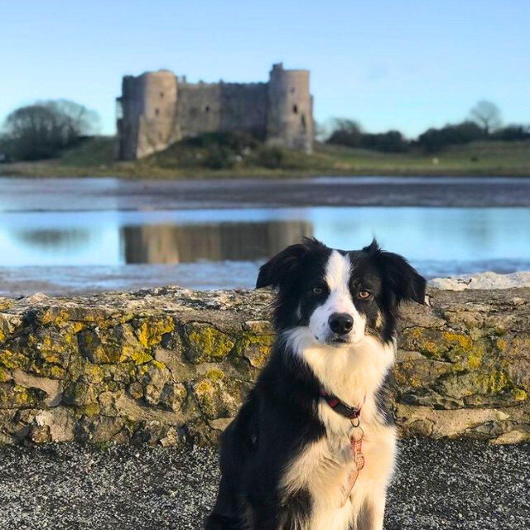 Tag us in pics of your pup in Pembrokeshire 🐕️ ⁠
⁠
<a href="/rebeccathomas25/">Rebecca Thomas</a> sent in this pic of Lara at #CarewCastle 😍 We love to see pics of your furry friends out &amp; about 📸⁠
⁠
#Dogfriendly holidays: l8r.it/gQXG
⁠
#visitwales #coastalcottages