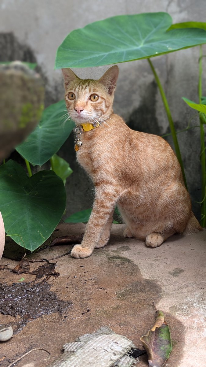 My neighbor Totoro... Or pickle-ro. He's growing up to be so handsome.