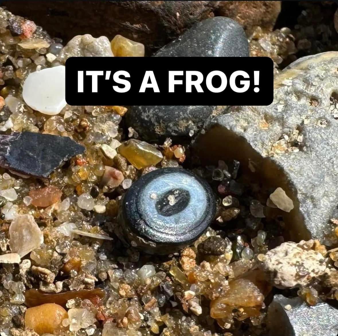 LondonMudlark's tweet image. The little Roman intaglio I found the other week isn’t a beetle, it’s a frog! Frogs were associated with fertility and harmony, and with debauchery in association with the goddess Venus. It is the first to have ever been found in Britain
1/3 

#mudlarkingfinds #mudlarking