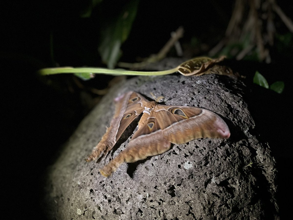 殺伐としたTLにヘラクレスサンが！！ ヘラクレス・サン ヨナグニサンを