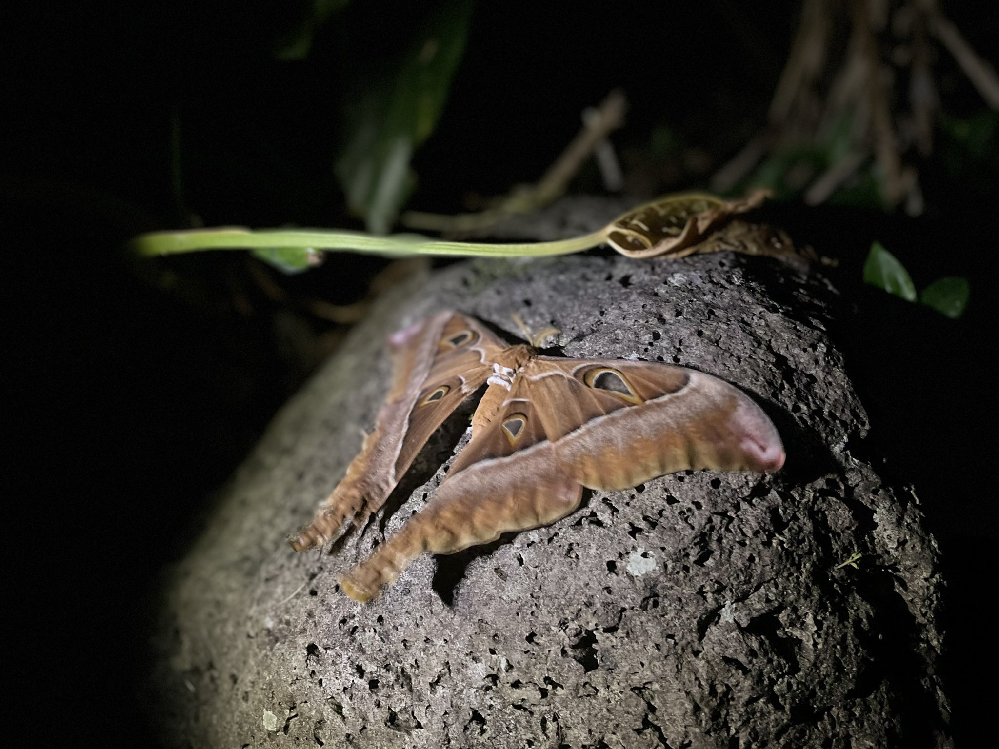 てりやき🇦🇺豪州獣医 على X: 