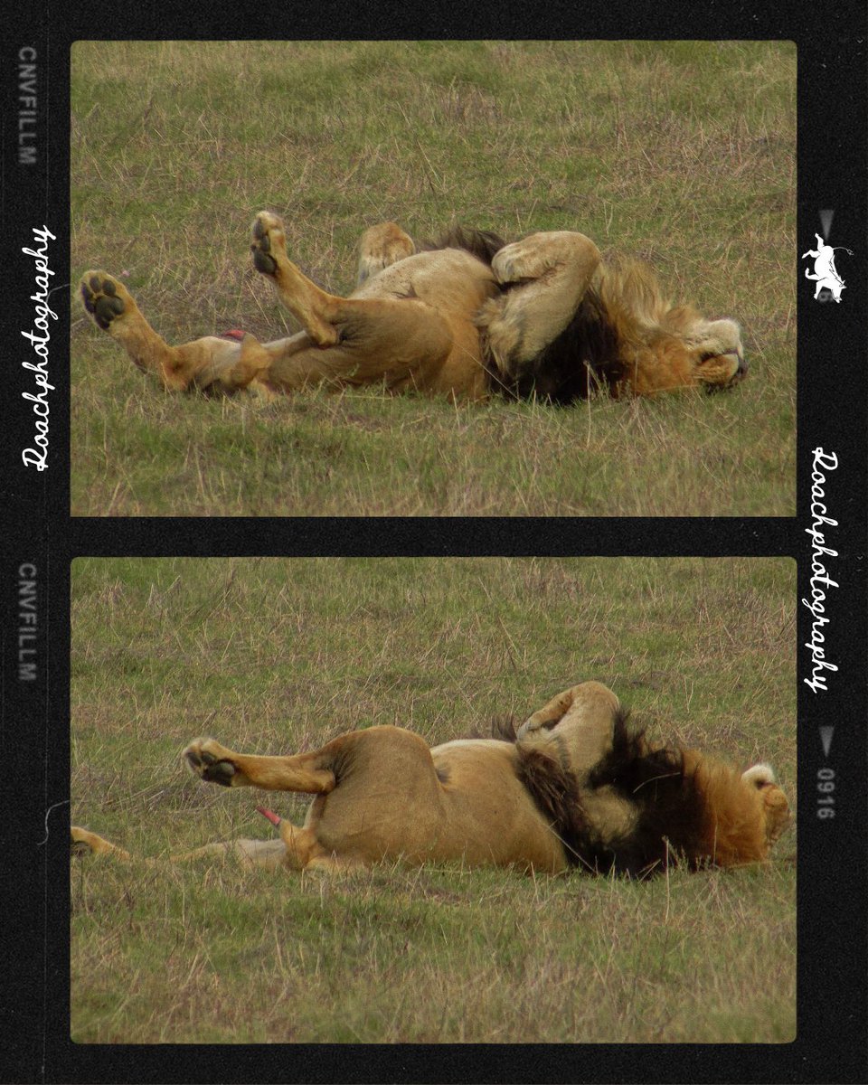 King of the Jungle Caught with His Crown Slipping! 😲#roachphotography #Lions #cats #bigcats  #lionsgate #wildearth #safari #safariphotography #wildlife #wildlifephotography #nature #NaturePhotography #Savannah #picoftheday #animals #wildanimals #wanderlust #blupebblestours