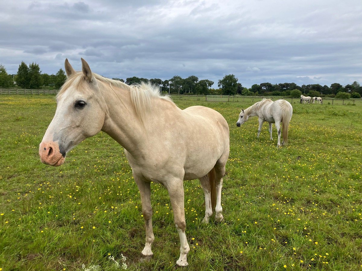 It's #TeachingHorseTuesday ! Meet Rae, seen here with another of our #horses Remmy here at <a href="/EdinburghUni/">The University of Edinburgh</a> <a href="/TheDickVet/">The Royal (Dick) School of Veterinary Studies</a> #equinescience
