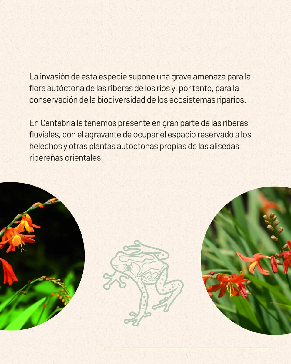 StepsforLIFE2's tweet photo. Hoy os queríamos hablar de una especie que a simple vista parece inofensiva, es más, diríamos que es una especia bastante bella, perfecta para adornar un jardín. Fue exactamente para lo que fue creada esta especie, te contamos más en este post. ¡Desliza!
#especiesinvasoras https://t.co/5nfcfZuaEv