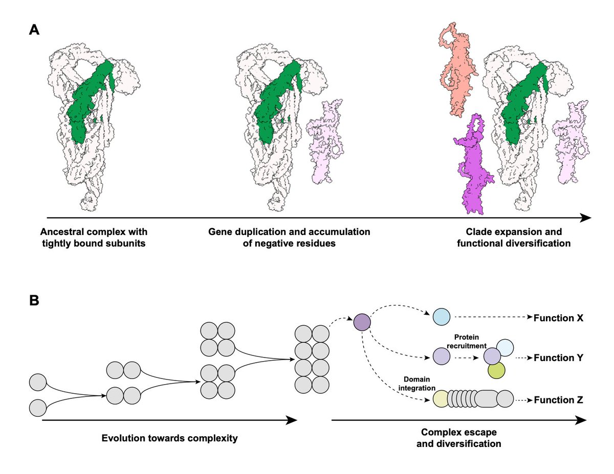 Yasin Dagdas (@plantophagy) on Twitter photo 🆕 & 🆒#Preprint led by <a href="/delaconcepcionj/">JC De la Concepción</a> adressing a key #evocellbio question: How can individual subunits of multimeric protein complexes functionally diversify without compromising the ancestral complex? (Using plant #Exo70 & #exocyst as template) )biorxiv.org/content/10.110… 🧵 🆕 & 🆒#Preprint led by <a href="/delaconcepcionj/">JC De la Concepción</a> adressing a key #evocellbio question: How can individual subunits of multimeric protein complexes functionally diversify without compromising the ancestral complex? (Using plant #Exo70 & #exocyst as template) )biorxiv.org/content/10.110… 🧵