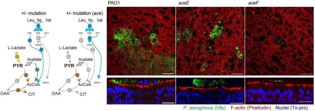 PLOS Biology (@plosbiology) on Twitter photo What's the role of #metabolism in bacterial persistence during infections? <a href="/rug_lrs/">Ruggero La Rosa</a> &co show that host-specialized metabolic adaptations in #Pseudomonas aeruginosa reduce virulence & immune responses in #CysticFibrosis patients #CF #PLOSBiology plos.io/4dZFusF What's the role of #metabolism in bacterial persistence during infections? <a href="/rug_lrs/">Ruggero La Rosa</a> &co show that host-specialized metabolic adaptations in #Pseudomonas aeruginosa reduce virulence & immune responses in #CysticFibrosis patients #CF #PLOSBiology plos.io/4dZFusF