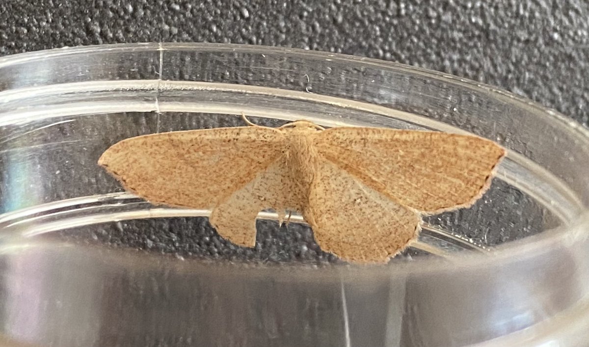 Andy Stocker (@andystocker9) on Twitter photo Good morning Sean, this from last night in East VC12, I’ve no experience of Blairs or Jersey Mocha but favouring the latter? <a href="/MOTHIDUK/">UK Moth Identification</a> <a href="/MigrantMothUK/">Migrant Lepidoptera</a> Good morning Sean, this from last night in East VC12, I’ve no experience of Blairs or Jersey Mocha but favouring the latter? <a href="/MOTHIDUK/">UK Moth Identification</a> <a href="/MigrantMothUK/">Migrant Lepidoptera</a>