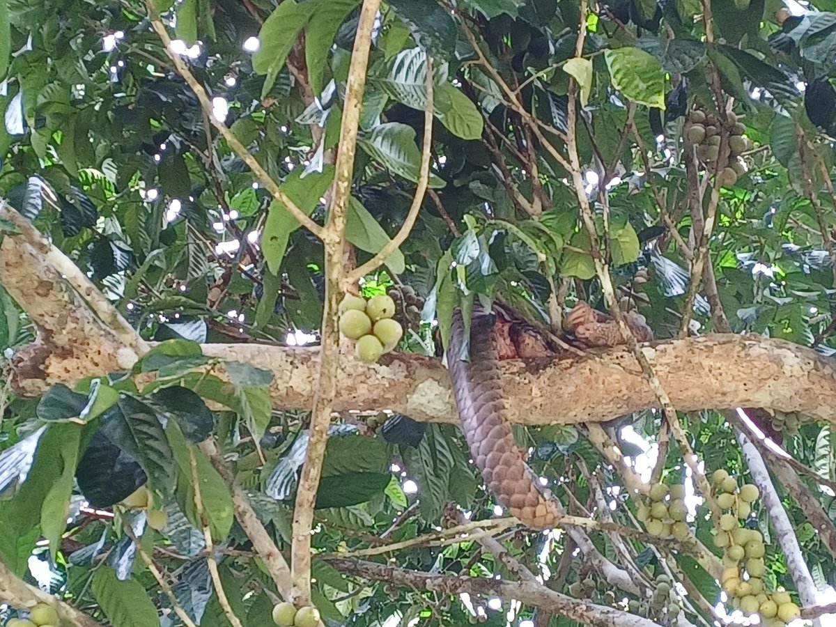 suipengheon's tweet photo. My first ever sighting in 10 years working in the field 🥹 🫶
A sleeping sunda pangolin. https://t.co/EhzNHvbIlU
