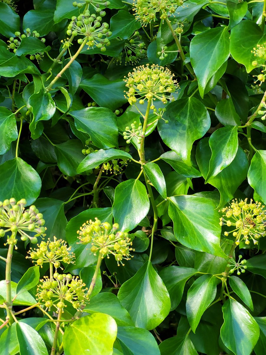 whittledaway's tweet image. The science is in! 

Long grass and ivy in gardens significantly increase the number and variety of butterflies present 

sciencedirect.com/science/articl…