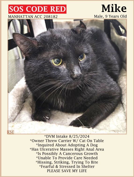 sachikoko's tweet photo. 🆘CODE RED🆘MEDICAL PRIORITY🆘AT RISK OF EUTH🆘
💝SCARED 9YO #SENIOR🐈‍⬛BLACK KITTY "MIKE"💝
😾💔POS OWNER DUMPED 4 PET HEALTH,LARGE ULCERATIVE MASS
🚨NEEDS #ADOPTION #RESCUE #FOSTER ASAP🚨
▶208182 https://t.co/cOQPOXJVco
🙏🏽#ADOPT #PLEDGE #AdoptDontShop
#MANHATTAN #NYCACC #CAT https://t.co/xc8ryNmd0s