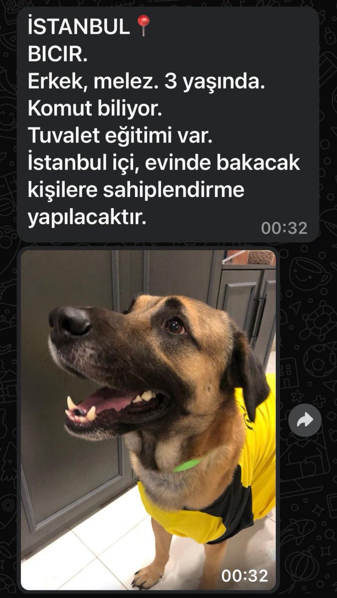 bengibaser's tweet photo. 🩸Bir hayvansever kardeşimiz sınırlı ekonomik imkanları ile bu güzel üç yavruyu sokaklardan kurtarmış. Ancak oturduğu İstanbul Esenyurt’daki sitede tehditler alıyor, ev sahibi daha önce onay vermesine rağmen yasa sonrası evden çıkartmaya çalışıyor. Ekonomik imkanları kısıtlı ve zor durumda. Bu evlatlara yer bulamazsak barınağa gidecekler. Ne olur bir yol bulalım elele vererek. Tümü uysal ve eğitimli evlatlar… İlgilenenlere iletişim bilgisi vereceğim🙏🏻
#KatliamdanYasaOlmaz