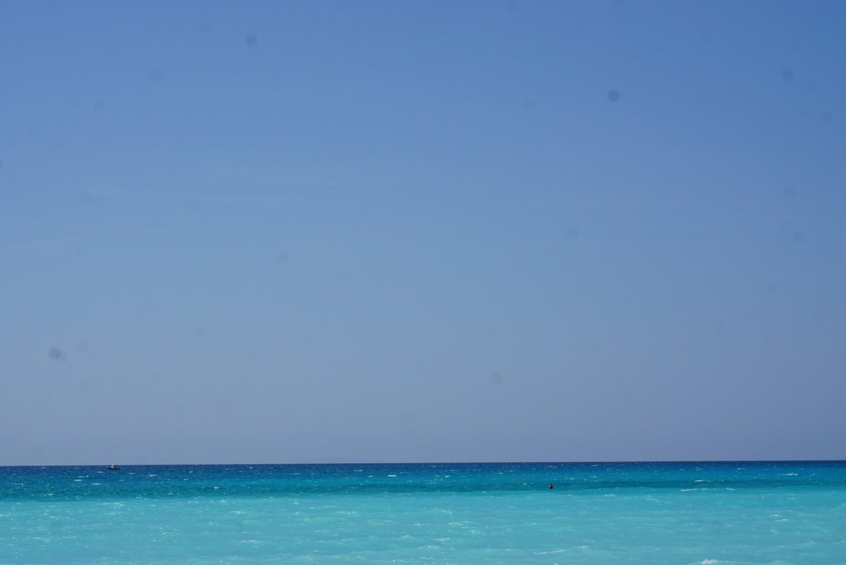 Bo. tweet media